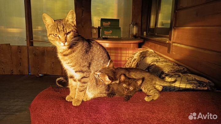 Котики бесплатно