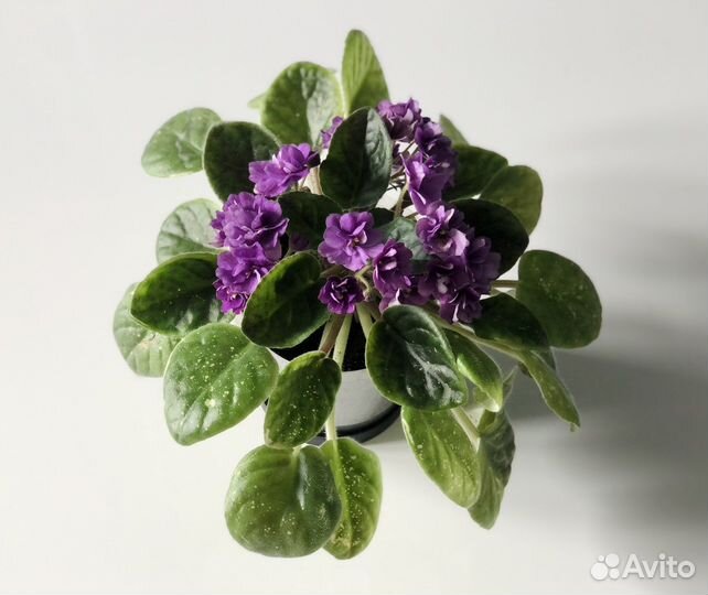 Фиалка фиолетовая, взрослое растение