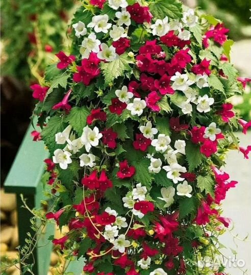 Растения для сада