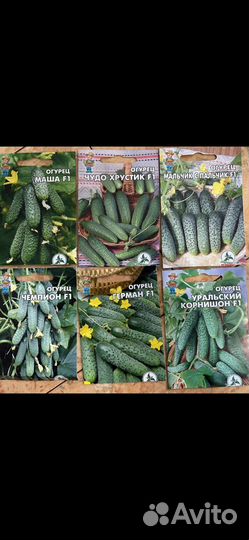 Рассада огурцов, арбузов, тыквы