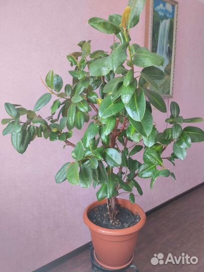 Фикус каучуковый