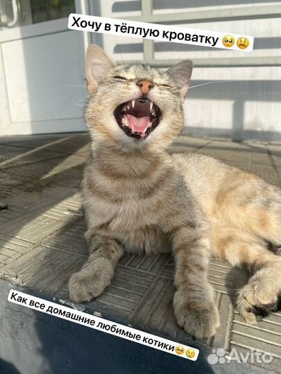 Кошка в добрые руки даром