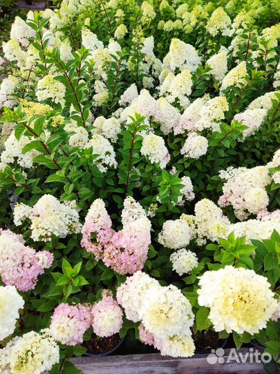 Гортензия Сандей Фрайз