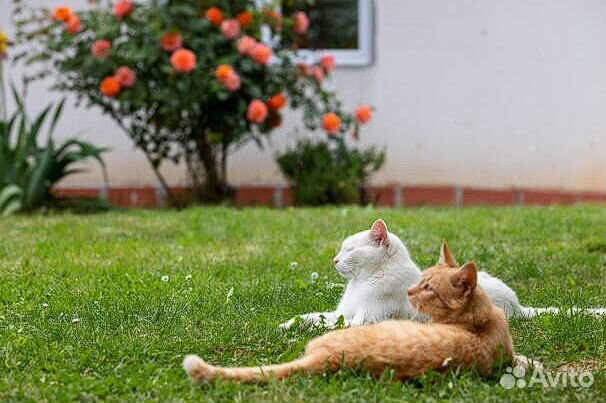 Семена газона