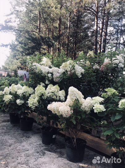 Гортензия метельчатая