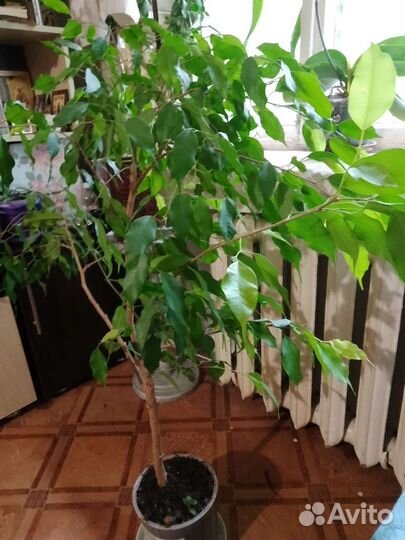 Фикус бенджамина большой