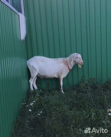 Козел ламанча