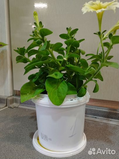 Рассада петунии