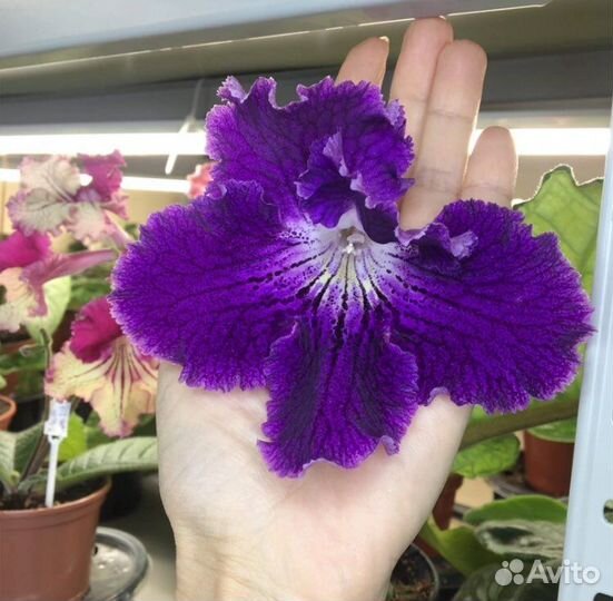 Стрептокарпусы