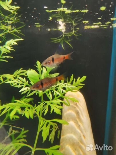 Цихлиды Псевдотрофеус зебра голубой и другие