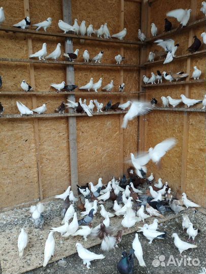 Бакинские бойные