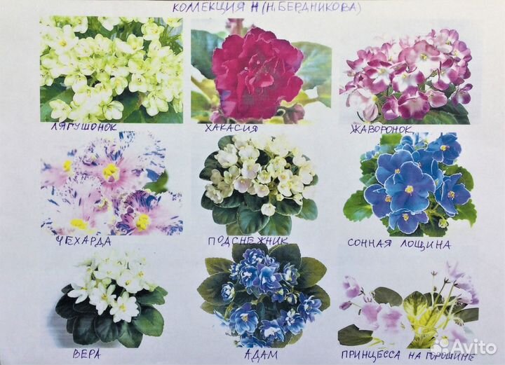 Сортовые фиалки селекц-ров (рс,рм,Н,нд)