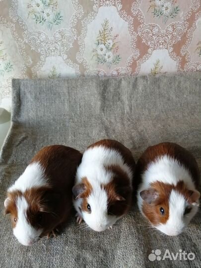Морские свинки девочки