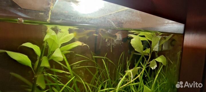 Аквариумное растение