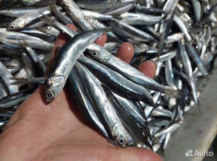 Хамса свежая от производителя