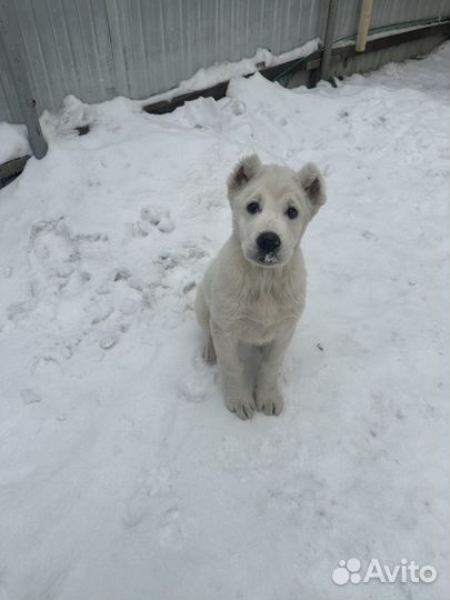 Среднеазиатская овчарка алабай