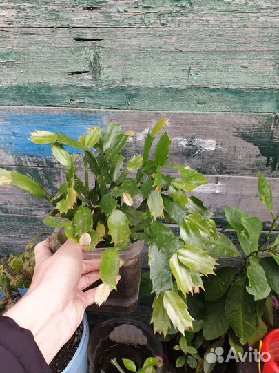 Декабрист, цикломен, кактус