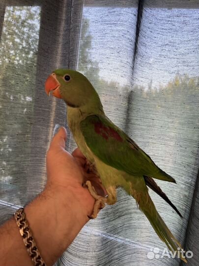 Сенегальский, корелла, александрийский попугаи