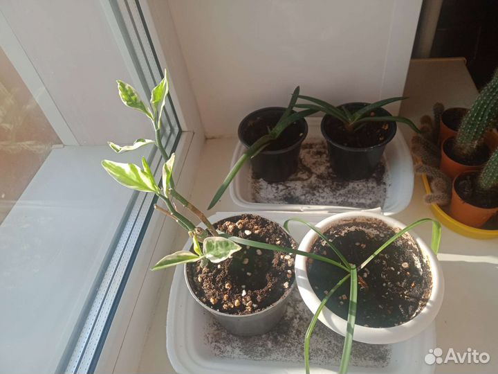 Педилантус, амарилис, алоэ