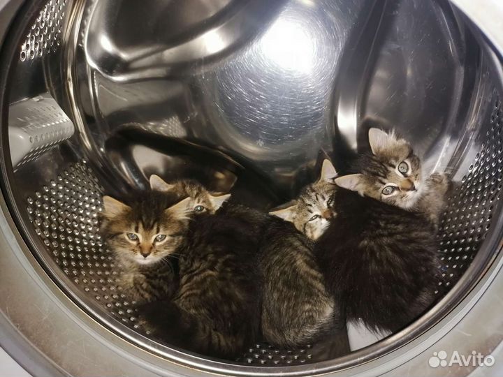Котята