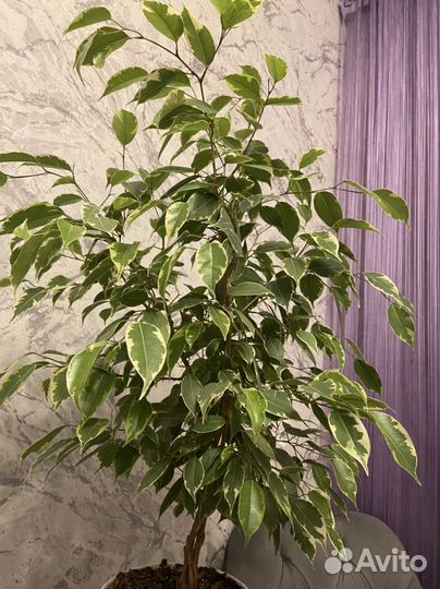 Фикус бенджамина