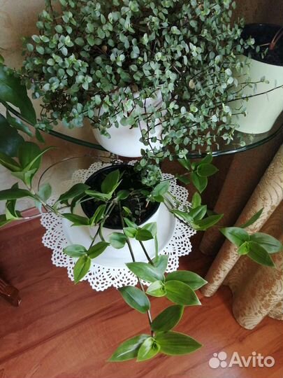 Традесканция мелколистная