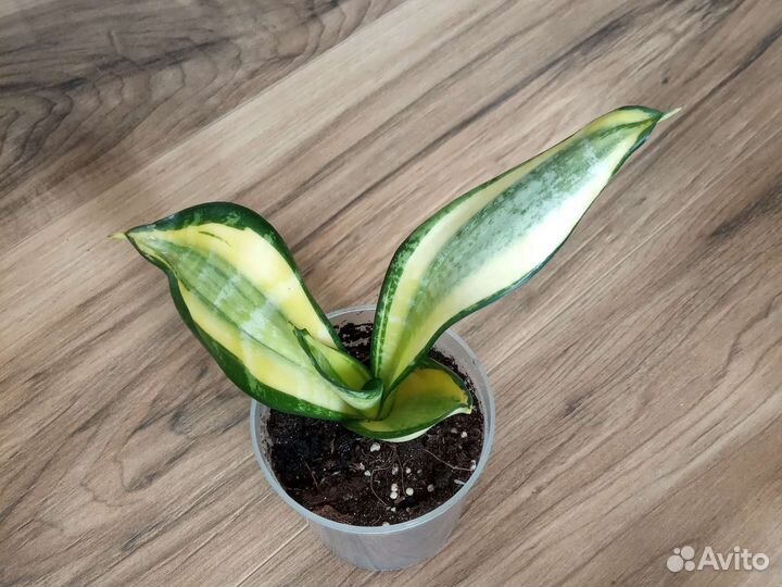 Сансевиерия Ханни Крео Вариегата Lucille Polan