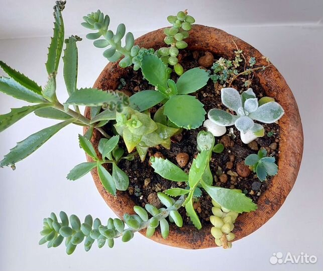 Готовые цветочные композиции, суккуленты