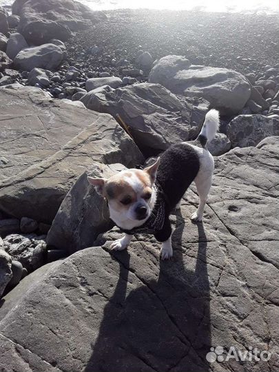 Вязка кобель чихуахуа