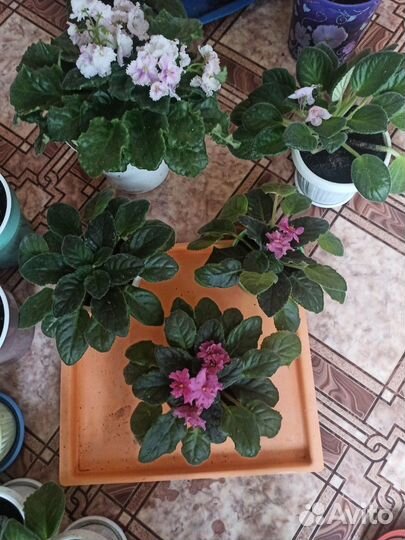 Продам фиалки