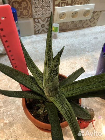 Суккулент гастерия