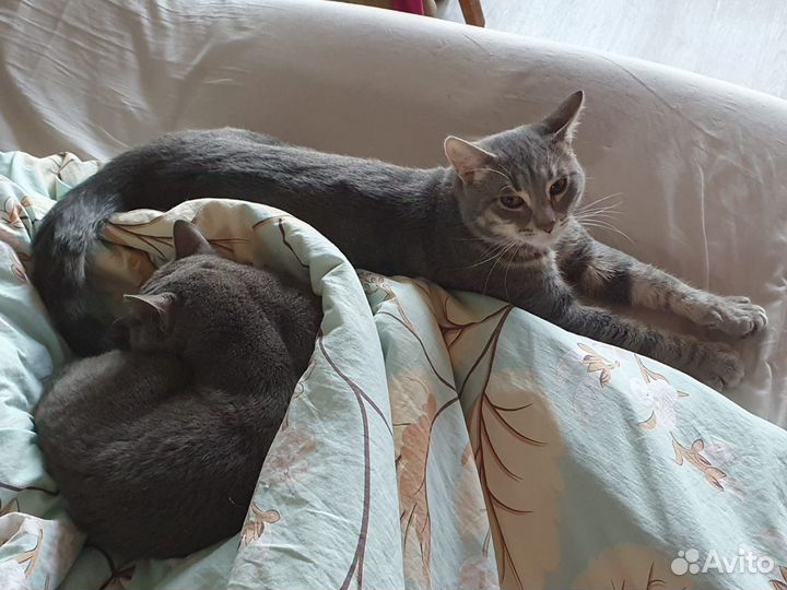 Домашняя передержка кошек