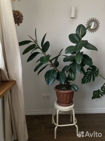 Фикус каучуковый