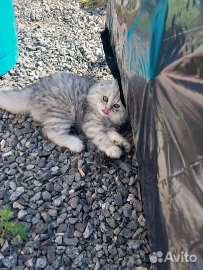 Шотландский котёнок