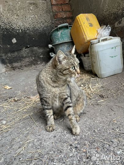 Кошка бесплатно