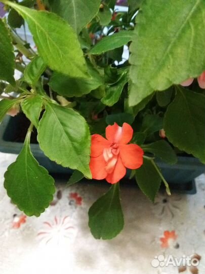 Бальзамин махровый,фикус,сциндапсус золотой