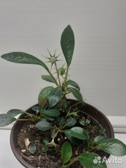 Крассула, калатея, бегония, рео, гипестис