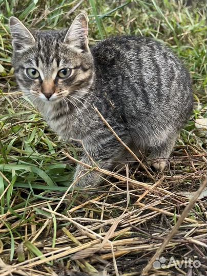 Котенок. Девочка. 3 месяца