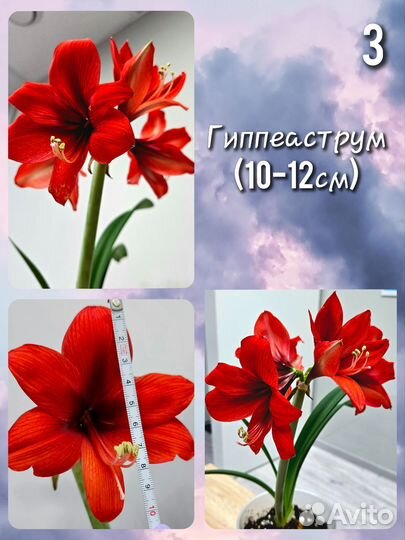 Гиппеаструм детка