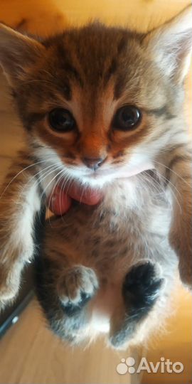 Котенок мальчик