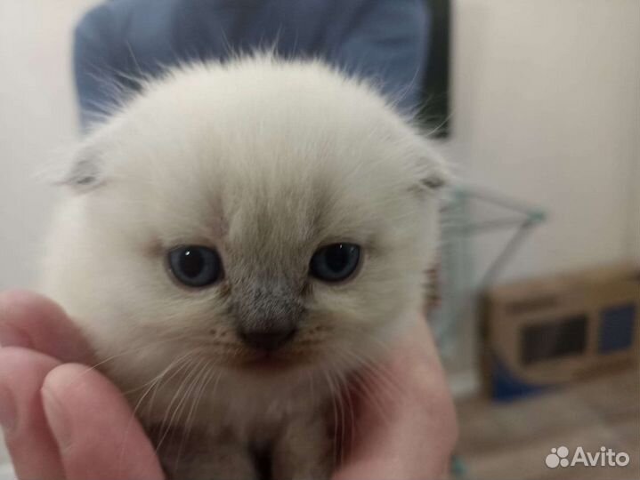 Кукольные шотландские детки