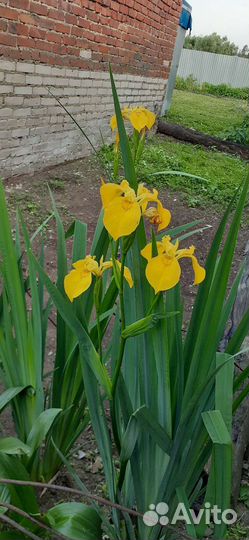 Садовые цветы