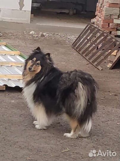 Щенки Колли