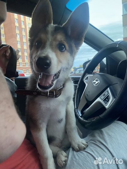 Щенок Помесь