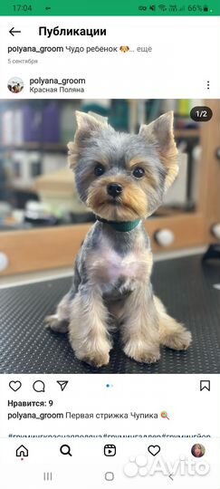 Йоркширский терьер вязка мальчик