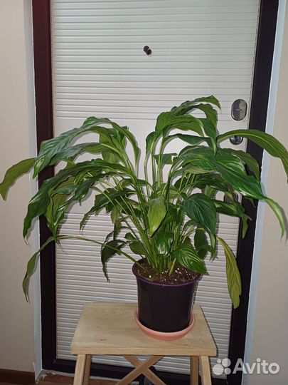 Спатифилиум