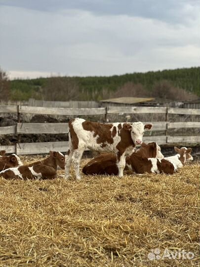 Телята бычки