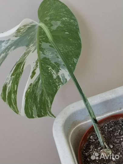 Монстра Альба