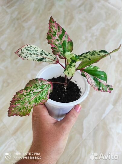 Гибискус Снежная Королева комнатные цветы