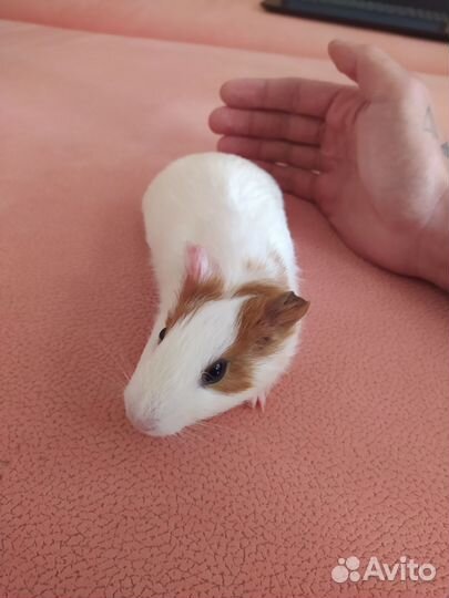 Морские свинки